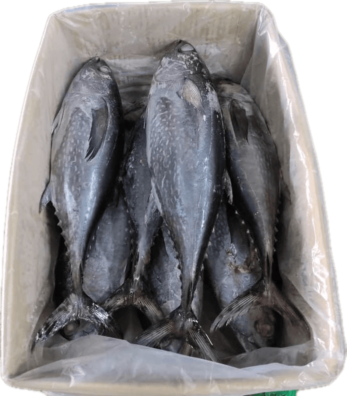 Tuna beku dalam karton berlapis plastik